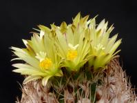 Thumbnail of 1554_Turbinicarpus krainzianus minimus_20150508_01(1).JPG
